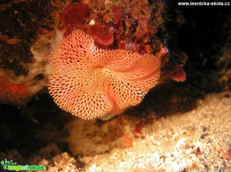 Podmořský život na Elba Isola - Foto Tomáš Kunze  (5)