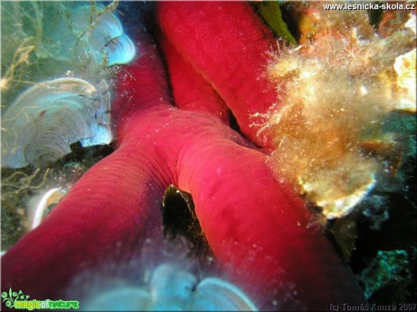 Podmořský život na Elba Isola - Foto Tomáš Kunze  (8)