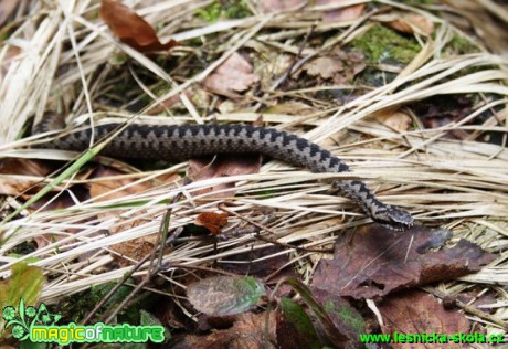 Zmije obecná (1) - Vipera berus - Foto Lukáš Janata