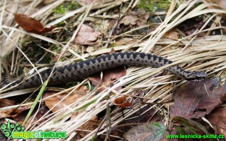 Zmije obecná - Vipera berus- Foto Lukáš Janata