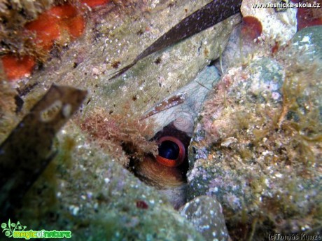 Podmořský život na Elba Isola - Foto Tomáš Kunze  (53)