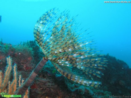 Podmořský život na Elba Isola - Foto Tomáš Kunze  (60)