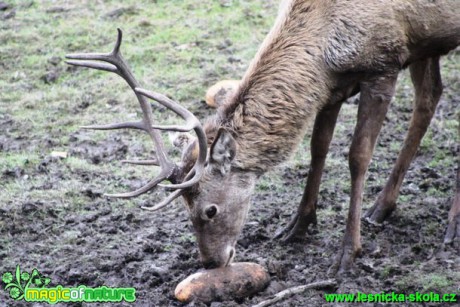 Jelen lesní - Cervus elaphus - Foto Lukáš Janata