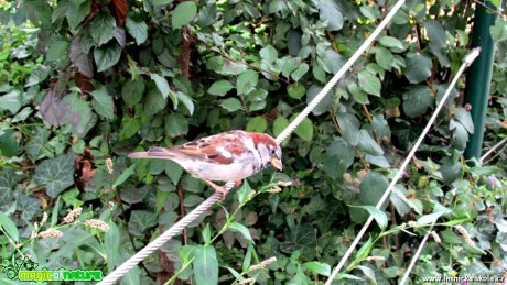 Vrabec domácí - Passer domesticus - Foto Rasťo Salčík