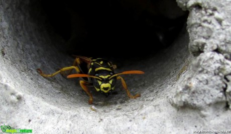 Vosa útočná -  Vespula germanica - Foto Rasťo Salčík