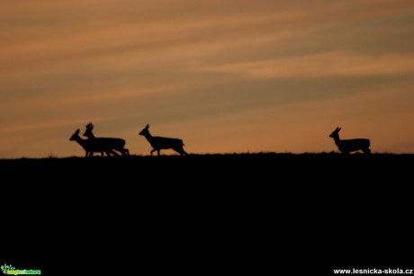 Srnčí zvěř na horizontu - Foto Gerd Ritschel (1)