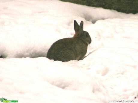 Králík divoký - Oryctolagus cuniculus - Foto Gerd Ritschel