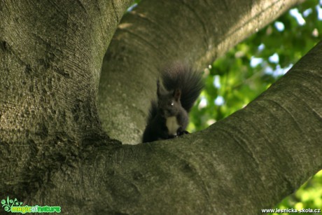 Veverka obecná -Sciurus vulgaris - Foto Gerd Ritschel