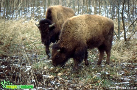 Zubr - Bison bonasus - Foto Gerd Ritschel