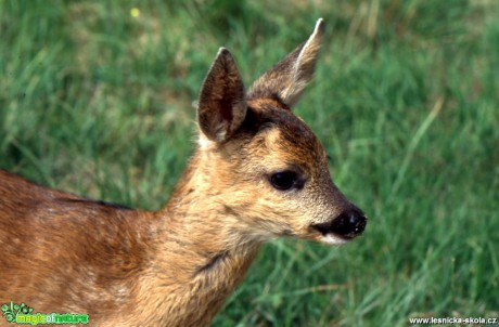 Srnče - Capreolus capreolus - Foto Gerd Ritschel