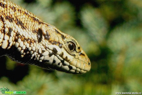 Ještěrka živorodá - Zootoca vivipara - Foto Pavel Stančík