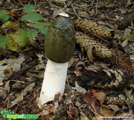 Hadovka smrdutá - Phallus impudicus - Foto Pavel Stančík