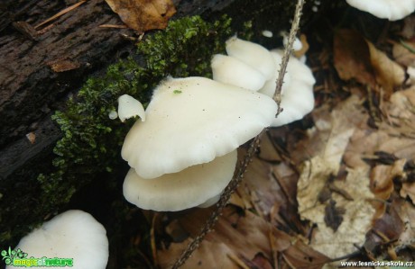 Hlíva ušatá - Pleurocybella porrigens - Foto Pavel Stančík