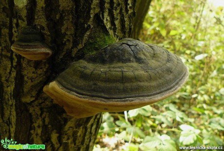 Ohňovec obecný - Phellinus igniarius - Foto Pavel Stančík