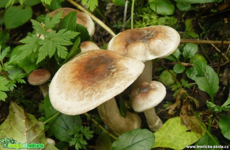 Pavučinec - Cortinarius (2) - Foto Pavel Stančík