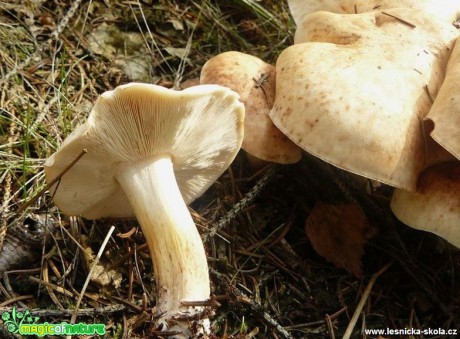 Penízovka skvrnitá - Rhodocollybia maculata (2) - Foto Pavel Stančík