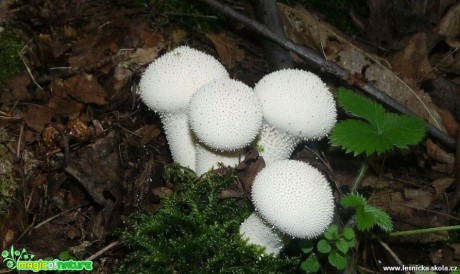 Pýchavka obecná - Lycoperdon perlatum - Foto Pavel Stančík