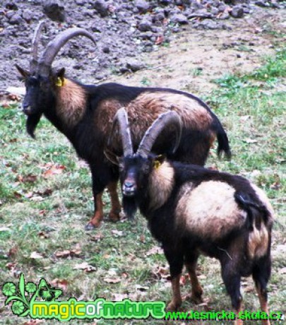 Koza bezoárová - Capra aegagrus (3) - Foto Lukáš Janata