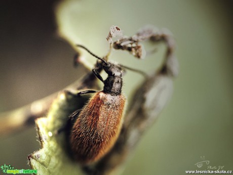 Měkkokrovečník huňatý - Lagria hirta - Foto Jana Vondráčková