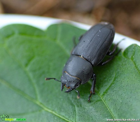 Roháček kozlík -  Dorcus parallelipipedus - Foto Jana Vondráčková  (1)