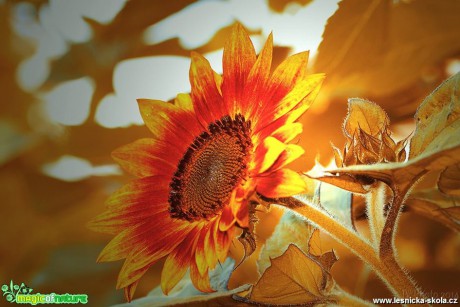 Slunečnice roční - Helianthus annuus - Foto Jana Vondráčková
