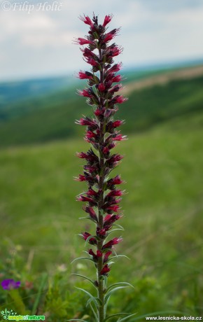 Hadinec červený - Echium maculatum - PR Kamenný vrch u Kurdějova - Foto Filip Holič