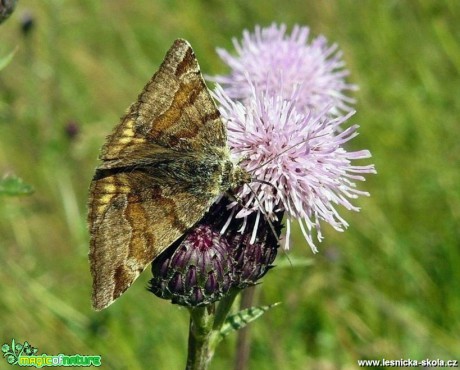 Jetelovka hnědá - Euclidia glyphica - Foto Pavel Stančík