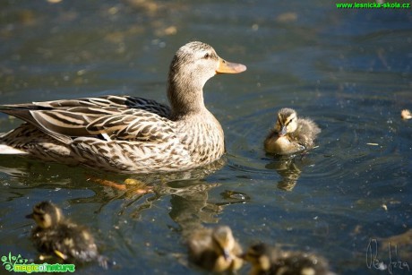 Kachna divoká -  Anas platyrhynchos - Foto Jiří Křivánek (2)