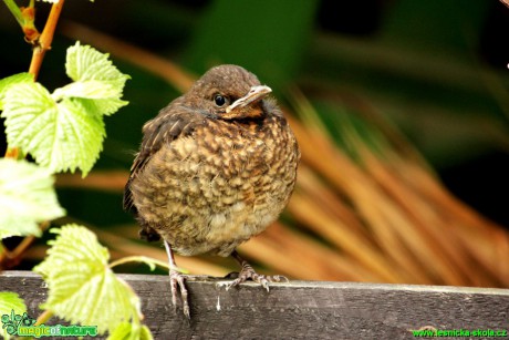 Kos černý (mladé ptáče)- Turdus merula - Foto Gerd Ritschel (2)