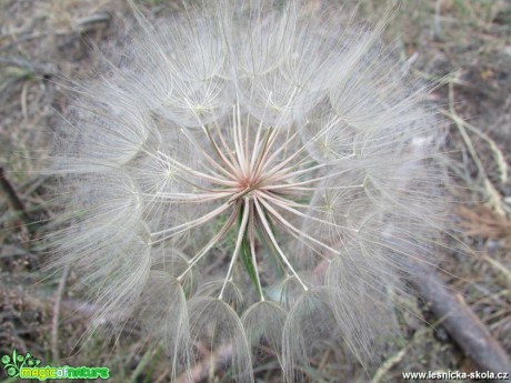 Kozí brada luční - Tragopogon pratensis - Foto Rasťo Salčík