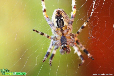 Křižák obecný - Araneus diadematus - Foto Jana Vondráčková (1)