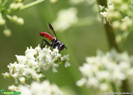 Kuklice - Tachina diptera - Foto Jana Vondráčková