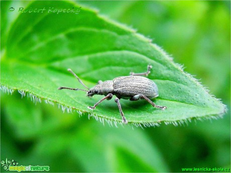 Listohlod žahavkový - Phyllobius pomaceus - Foto Robert Kopecký