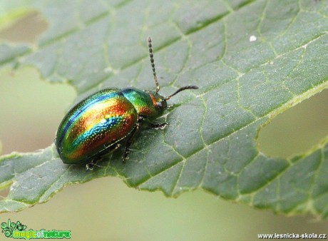 Mandelinka nádherná - Chrysolina fastuosa - Foto Jana Vondráčková