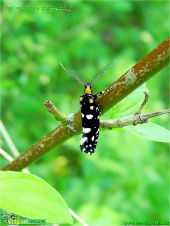 Mol ozdobný - Euplocamus anthracinalis ♂ - Foto Robert Kopecký