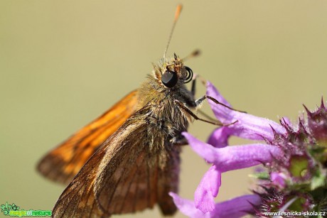 Soumračník čárkovaný -  Hesperia comma - Foto Jana Vondráčková (2)