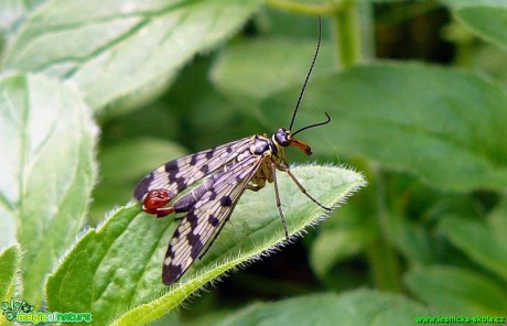 Srpice obecná - Panorpa communis - Foto Pavel Stančík