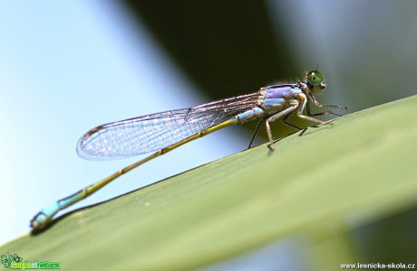 Šidélko větší - Ischnura elegans - nedospělý sameček - Foto Jana Vondráčková