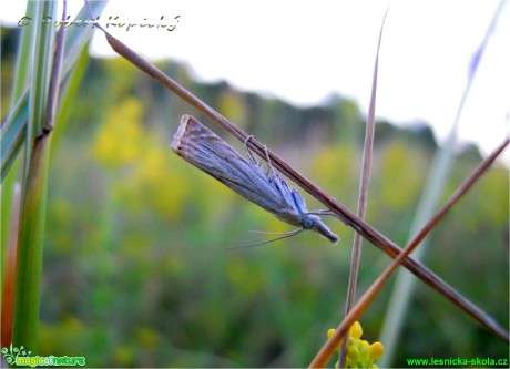Travařík obecný- Crambus lathoniellus ♀- Foto Robert Kopecký