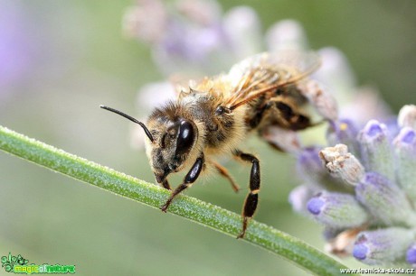 Včela medonosná - Apis mellifera - Foto Jana Vondráčková