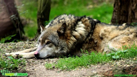 Vlk obecný - Canis lupus - ZOO park Chomutov - Foto David Hlinka