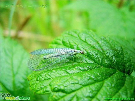 Zlatoočka skvrnitá - Chrysopa perla - Foto Robert Kopecký