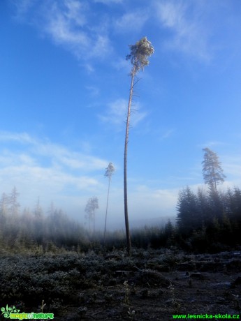 Zmrzlá - Foto Lída Burešová