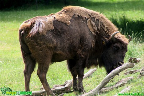 Zubr evropský - Bison bonasus bonasus - Zoo park Chomutov - Foto David Hlinka (1)