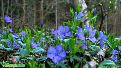 Brčál menší - Vinca minor - Foto Robert Kopecký