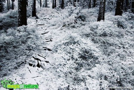 Zimní les - Foto Jan Valach