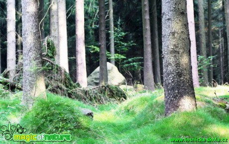 Ve školní honitbě - Foto Lukáš Janata