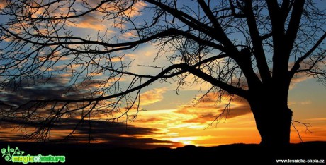 Strom při západu slunce - Foto Ladislav Jonák