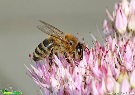 Včela medonosná - Apis mellifera -  Foto Jana Vondráčková