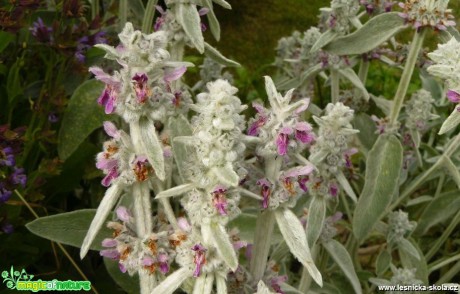 Čistec vlnatý - Stachys byzantina - Foto Pavel Stančík